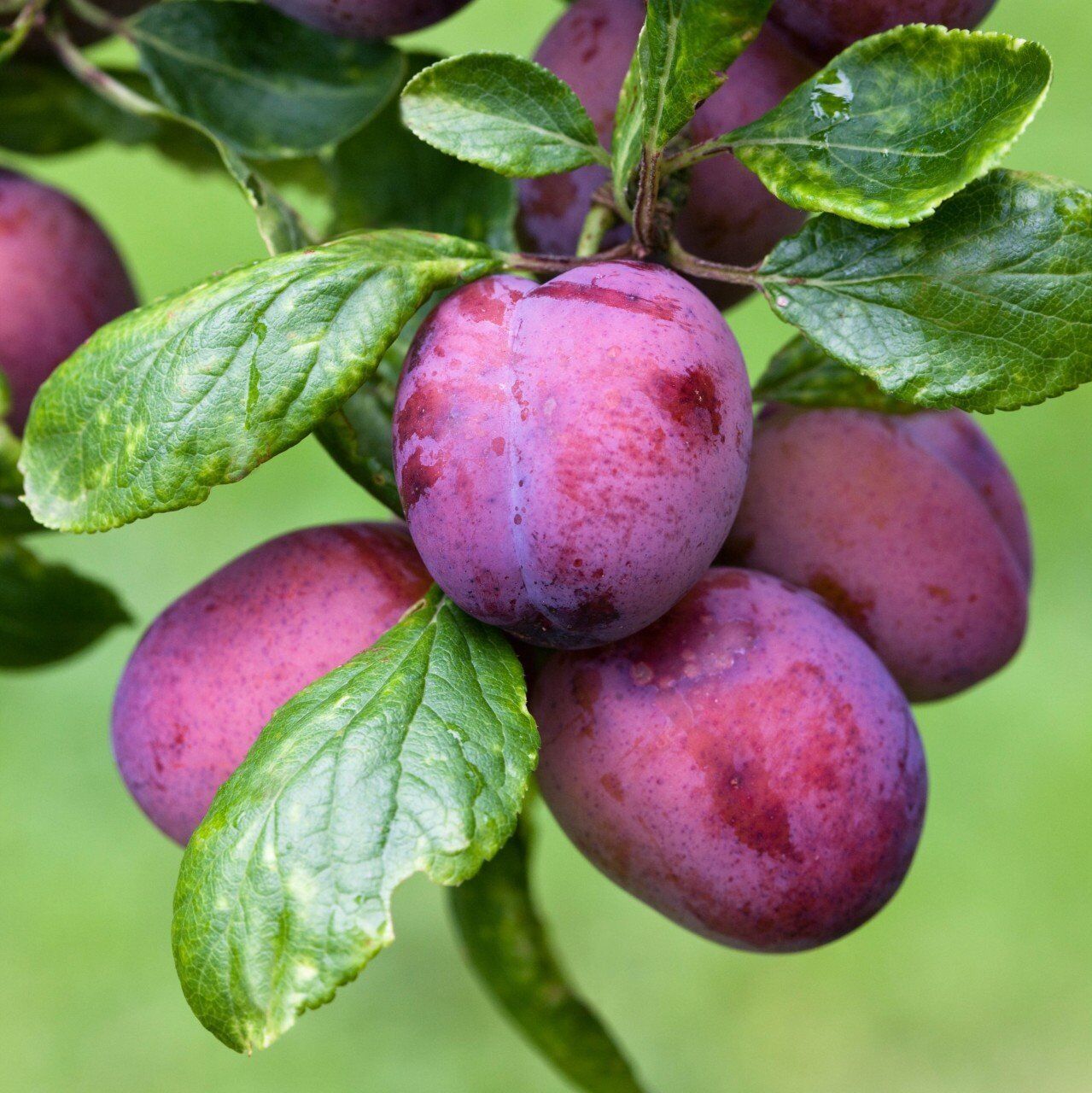Italian Plum