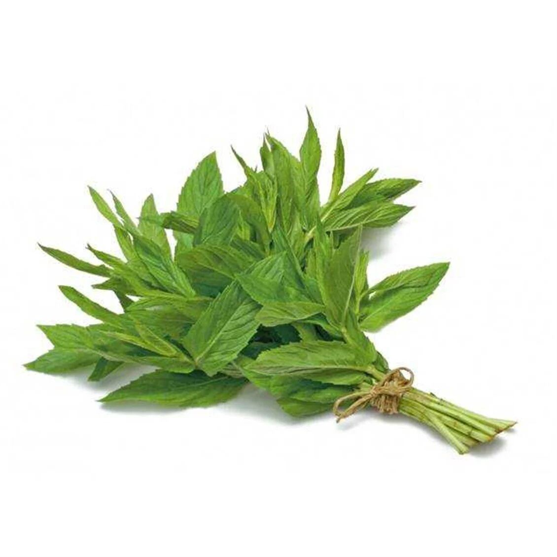 Mint