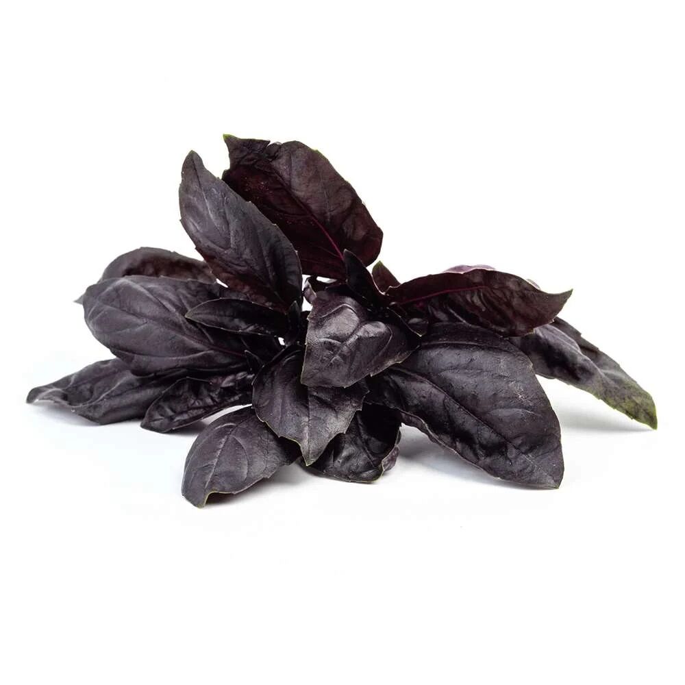 Red Basil