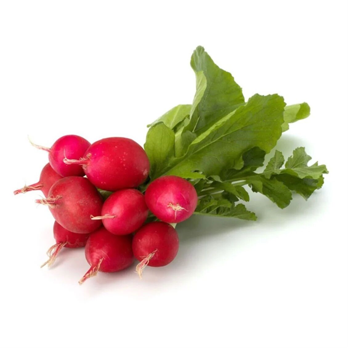 Hazelnut Radish