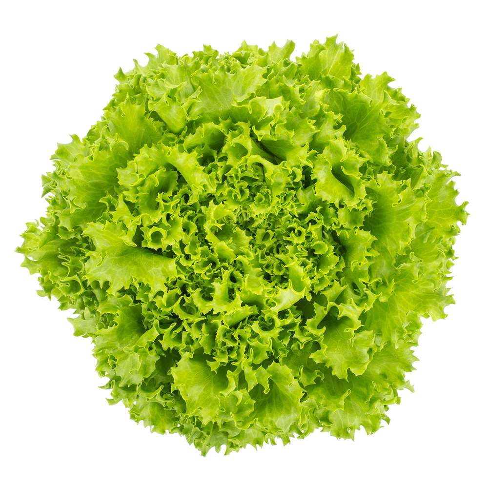 Green Lolorosso