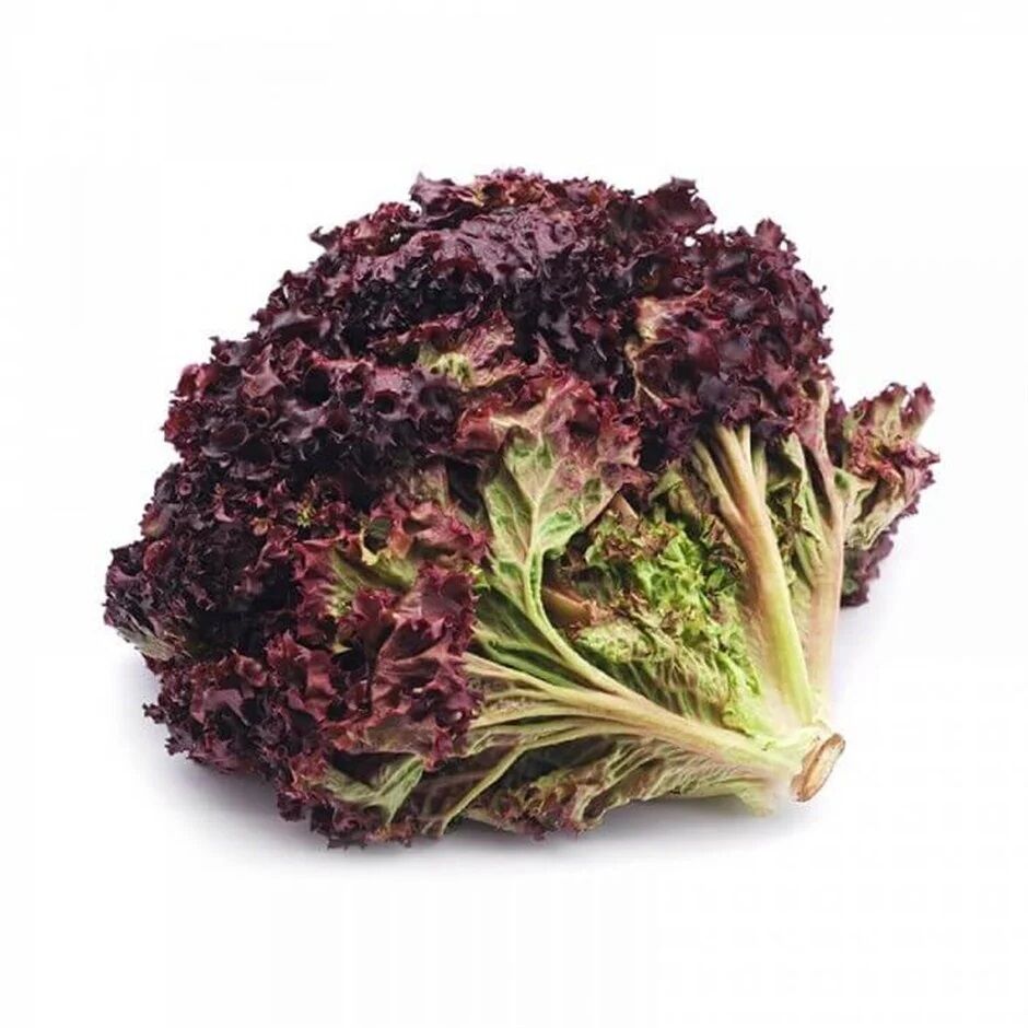 Lollo Rosso