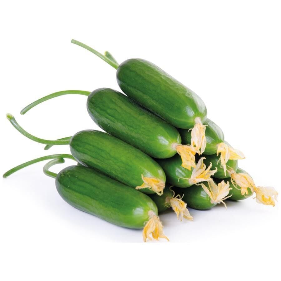 Silor Cucumber