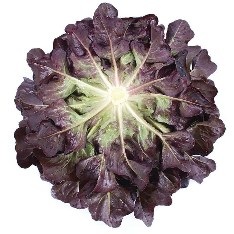 Palamut
