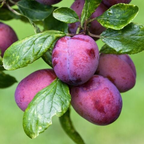 Italian Plum