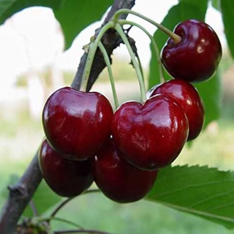 Cherry Grafted 