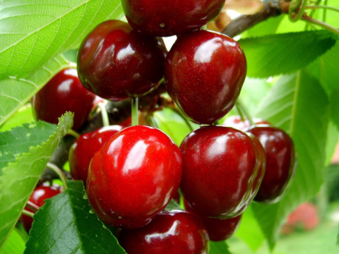 Salihli Cherry 