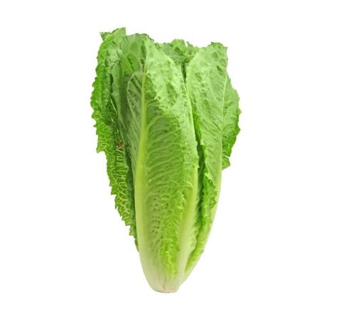 Flat Lettuce 