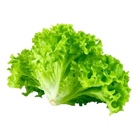 Curly Lettuce