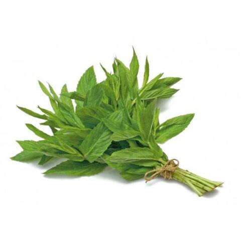 Mint