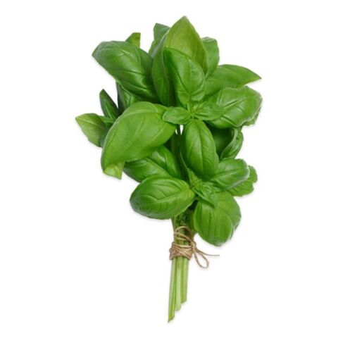 Basil 