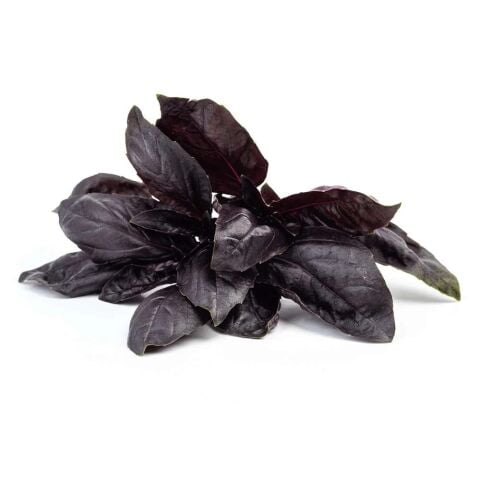Red Basil