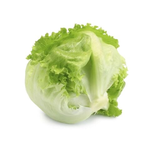 Iceberg Lettuce 