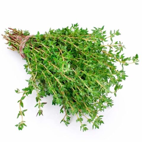 Fresh Thyme 