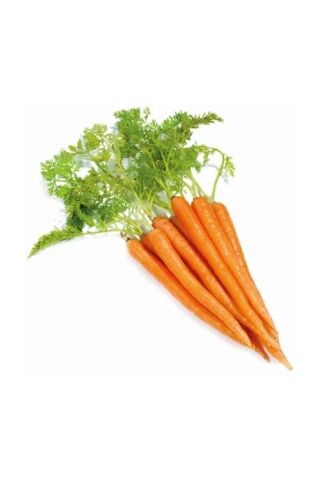 Baby Carrot
