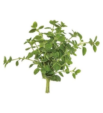 Marjoram