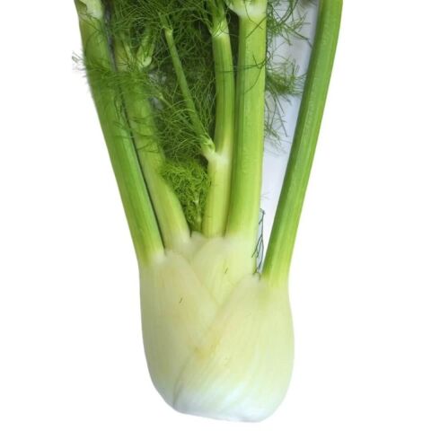 Fennel