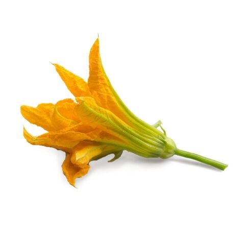 Zucchini Flowers
