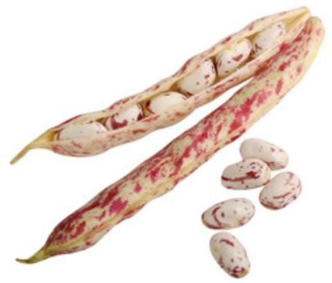 Cranberry Beans
